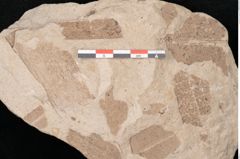 Foto (Detailansicht) von Taeniopteris vittata (NHMW-GEO-2024-0188-10568)